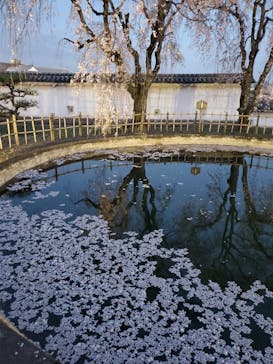 姫路城（イベント）に投稿された画像（2021/4/3）