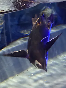すみだ水族館に投稿された画像（2021/4/3）