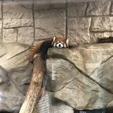 天王寺動物園に投稿された画像（2021/4/3）