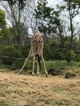 天王寺動物園に投稿された画像（2021/4/3）