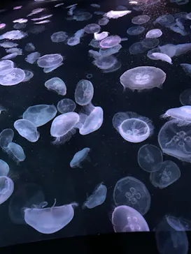 すみだ水族館に投稿された画像（2021/4/3）