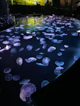 すみだ水族館に投稿された画像（2021/4/3）