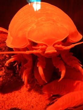 サンシャイン水族館に投稿された画像（2021/4/3）