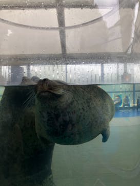 京都水族館に投稿された画像（2021/4/3）