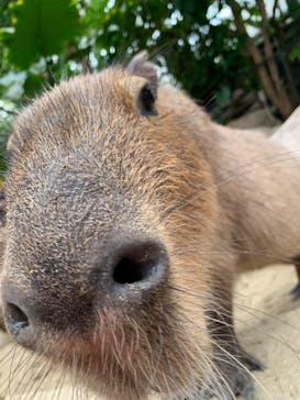 神戸どうぶつ王国に投稿された画像（2021/4/3）