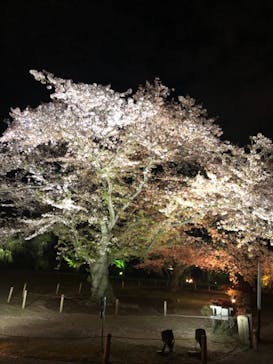 二条城×ネイキッド 二条城夏まつり2021に投稿された画像（2021/4/3）