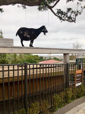 沖縄こどもの国に投稿された画像（2021/4/3）