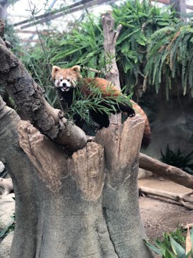 神戸どうぶつ王国に投稿された画像（2021/4/3）