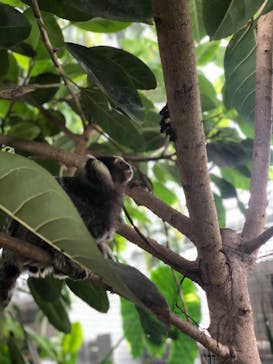 神戸どうぶつ王国に投稿された画像（2021/4/3）