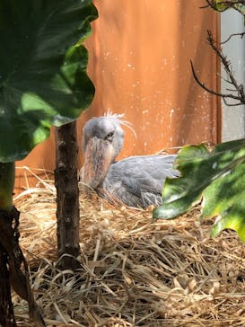 神戸どうぶつ王国に投稿された画像（2021/4/3）