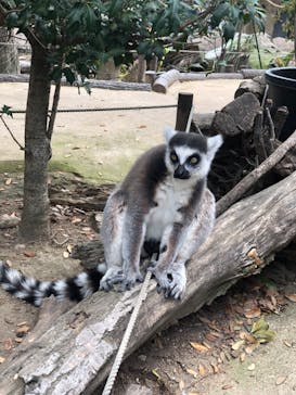 神戸どうぶつ王国に投稿された画像（2021/4/3）