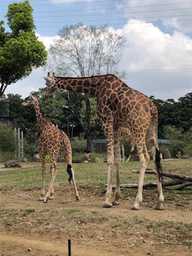 よこはま動物園ズーラシアに投稿された画像（2021/4/3）