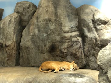 よこはま動物園ズーラシアに投稿された画像（2021/4/3）