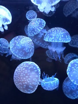 アクアワールド茨城県大洗水族館に投稿された画像（2021/4/3）