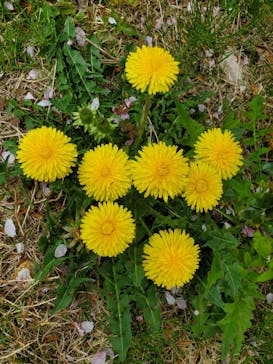 日本モンキーパークに投稿された画像（2021/4/3）