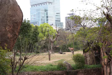 天王寺動物園に投稿された画像（2021/4/3）