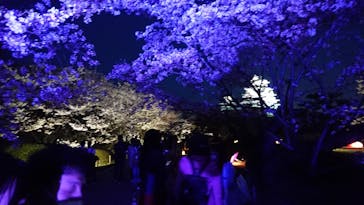 姫路城（イベント）に投稿された画像（2021/4/3）