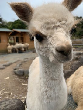 伊豆アニマルキングダムに投稿された画像（2021/4/4）