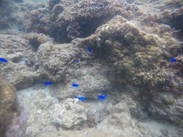 武藤潜水に投稿された画像（2021/4/4）