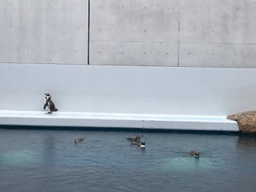 島根県立 しまね海洋館に投稿された画像（2021/4/4）