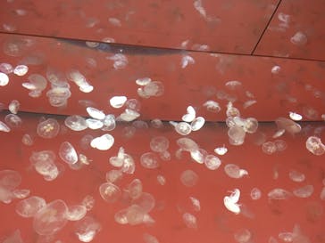 アクアワールド茨城県大洗水族館に投稿された画像（2021/4/4）