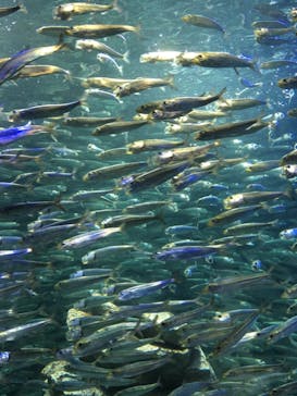 サンシャイン水族館に投稿された画像（2021/4/4）