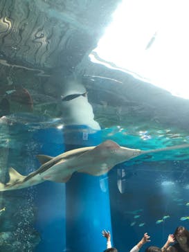 マクセル アクアパーク品川に投稿された画像（2021/4/3）