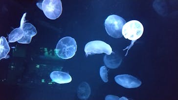 サンシャイン水族館に投稿された画像（2021/4/4）