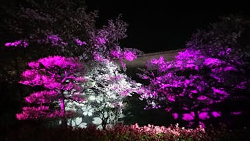 姫路城（イベント）に投稿された画像（2021/4/4）