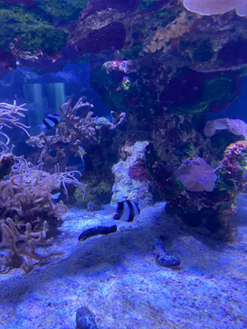 すみだ水族館に投稿された画像（2021/4/4）