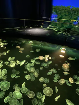 すみだ水族館に投稿された画像（2021/4/4）