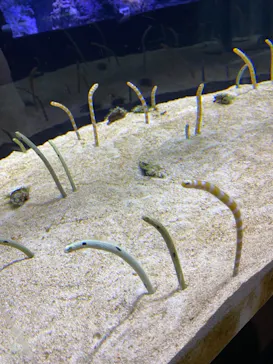 すみだ水族館に投稿された画像（2021/4/4）