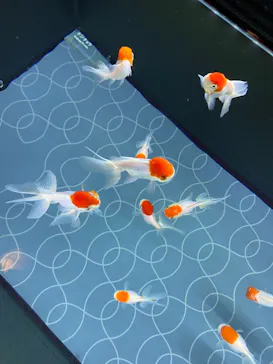 すみだ水族館に投稿された画像（2021/4/4）