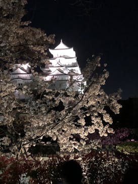 姫路城（イベント）に投稿された画像（2021/4/4）