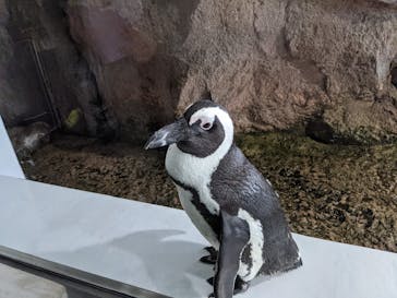 京都水族館に投稿された画像（2021/4/4）