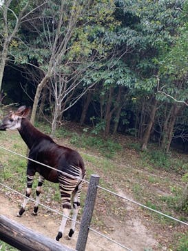 よこはま動物園ズーラシアに投稿された画像（2021/4/4）