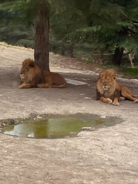 群馬サファリパークに投稿された画像（2021/4/4）