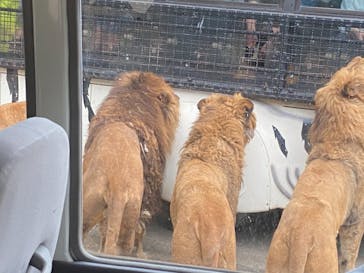 群馬サファリパークに投稿された画像（2021/4/4）