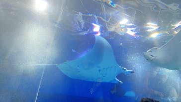 マクセル アクアパーク品川に投稿された画像（2021/4/4）