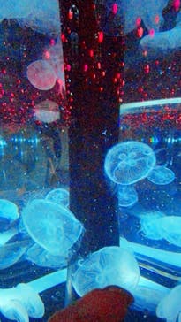 マクセル アクアパーク品川に投稿された画像（2021/4/4）