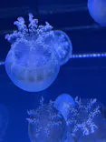 すみだ水族館に投稿された画像（2021/4/4）