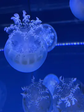 すみだ水族館に投稿された画像（2021/4/4）