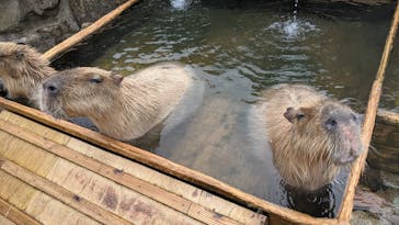 那須どうぶつ王国に投稿された画像（2021/4/4）