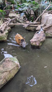 那須どうぶつ王国に投稿された画像（2021/4/4）