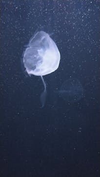 サンシャイン水族館に投稿された画像（2021/4/4）