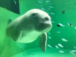 鳥羽水族館に投稿された画像（2021/4/4）