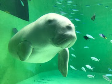 鳥羽水族館に投稿された画像（2021/4/4）