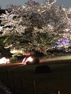 姫路城（イベント）に投稿された画像（2021/4/4）