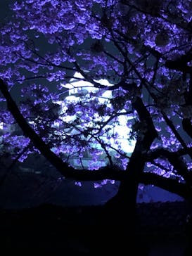 姫路城（イベント）に投稿された画像（2021/4/4）