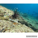 MalDive（モルダイブ）に投稿された画像（2021/4/4）